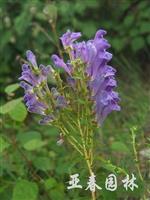 黄芩种子，黄芩种苗，别名：山茶根、黄芩茶、土金茶根