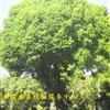 新疆盛泰植物——供应12-30公分大规格圆冠榆