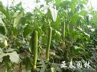 江苏丝瓜种子，丝瓜种苗，别称： 胜瓜、菜瓜，丝瓜基地