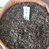 出售马甲子种子 新采林木种子 包发芽质量保证马甲子种子