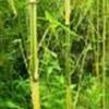 特售1-8米:青皮竹，紫竹，四季青竹、金镶玉竹、箬竹、慈竹