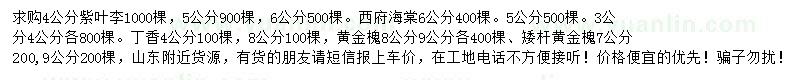 求购紫叶李、西府海棠、丁香等