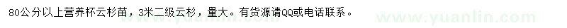 求购80公分以上云杉小苗、3米云杉