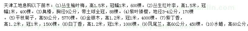 求购丛生榆叶梅、丛生红叶李、臭椿等