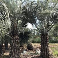 福建布迪椰子价格，大量出售自产布迪椰子杆高50公分到3米