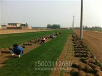 草坪 草皮 早熟禾草坪 高羊茅 种植基地 小区常用草坪