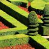 低价出售绿化篱笆专业苗：黄杨，冬青，蜀桧，蔷薇，红叶小檗等