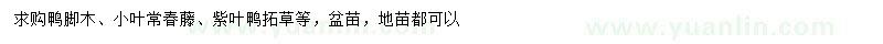 求购鸭脚木、小叶常春藤、紫叶鸭拓草