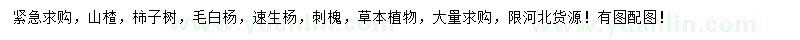 求购山楂、柿子树、毛白杨等