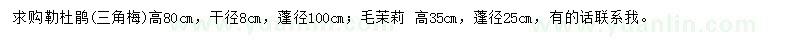 求购高80公分勒杜鹃、高35公分毛茉莉