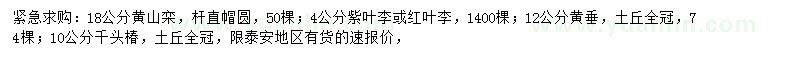 求购黄山栾树、紫叶李、黄垂等