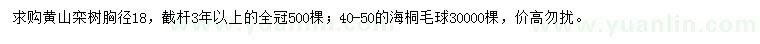 求购黄山栾树、海桐毛球