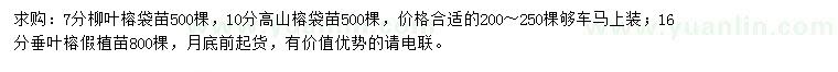 求购柳叶榕袋苗、高山榕袋苗、垂叶榕假植苗