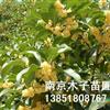 江苏桂花2