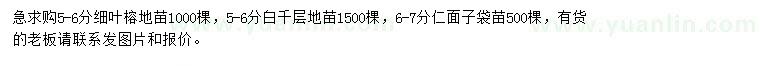 求购细叶榕地苗、白千层地苗、仁面子袋苗