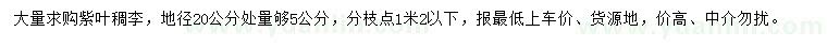 求购地径20公分处量够5公分紫叶稠李