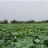 杭州萧山大量供应，睡莲，荷花，和其它水生植物，自产自销。