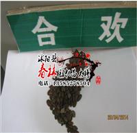 绒花树种子 白合欢种子 银合欢种子 金合欢种子 新种子包发芽