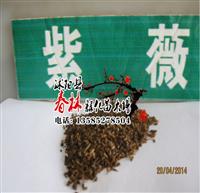 林木花卉树种 紫薇种子 百日红种子 红花紫薇种子