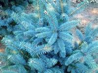 美国蓝杉种子，美国蓝杉小苗，色彩纯正，质量可靠