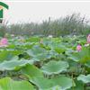 青州荷花生态园|荷花基地出售各种水生花卉，价格低质量佳