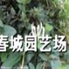  成都地区供应金银花