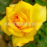 供应丰花月季 月季小苗 丰花月季小苗 丰花月季大花月季