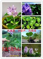 水浮莲，水葫芦、荇菜，水鳖、水罂粟，大薸，大浮萍，睡莲