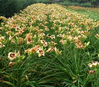 萱草基地中2014年世界杯决赛：红花萱草对黄花萱草