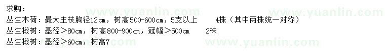 求购丛生木荷、丛生椴树