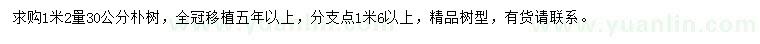 求购1米2量30公分朴树