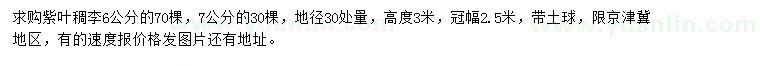 求购地径30处量6、7公分紫叶稠李