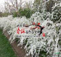 供应珍珠绣线菊 珍珠绣线菊苗 珍珠绣线菊球 别名喷雪花 基地