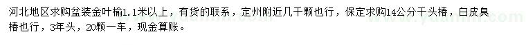 求购金叶榆、千头椿、白皮臭椿