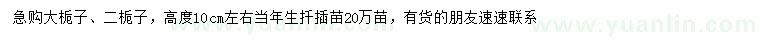 求购高度10公分左右大栀子、二栀子苗