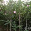 九江红花木槿