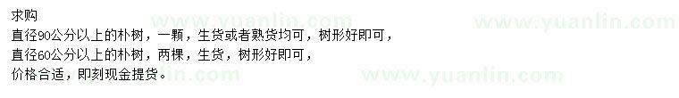 求购直径60、90公分以上朴树