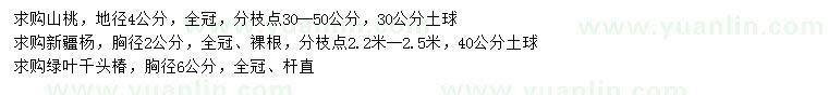 求购山桃、新疆杨、千头椿