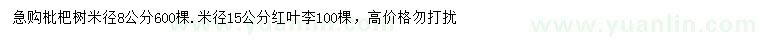 求购米径8公分枇杷树、15公分红叶李