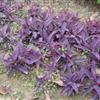 紫叶鸭跖草，别名：紫叶草、紫竹梅、紫锦草 紫叶鸭趾草