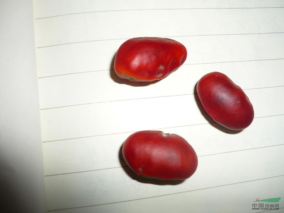 红豆种子内部结构图片