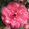 大量供应茶花苗，美国贝拉大玫瑰（两年苗），大花径