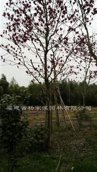 红白玉兰 红玉兰苗圃直供 红玉兰价格优惠