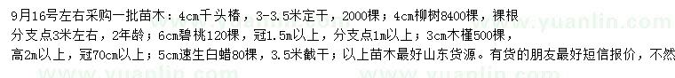 求购千头椿、柳树、碧桃等