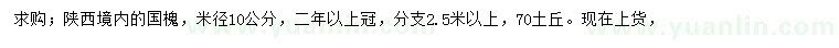 求购10公分国槐