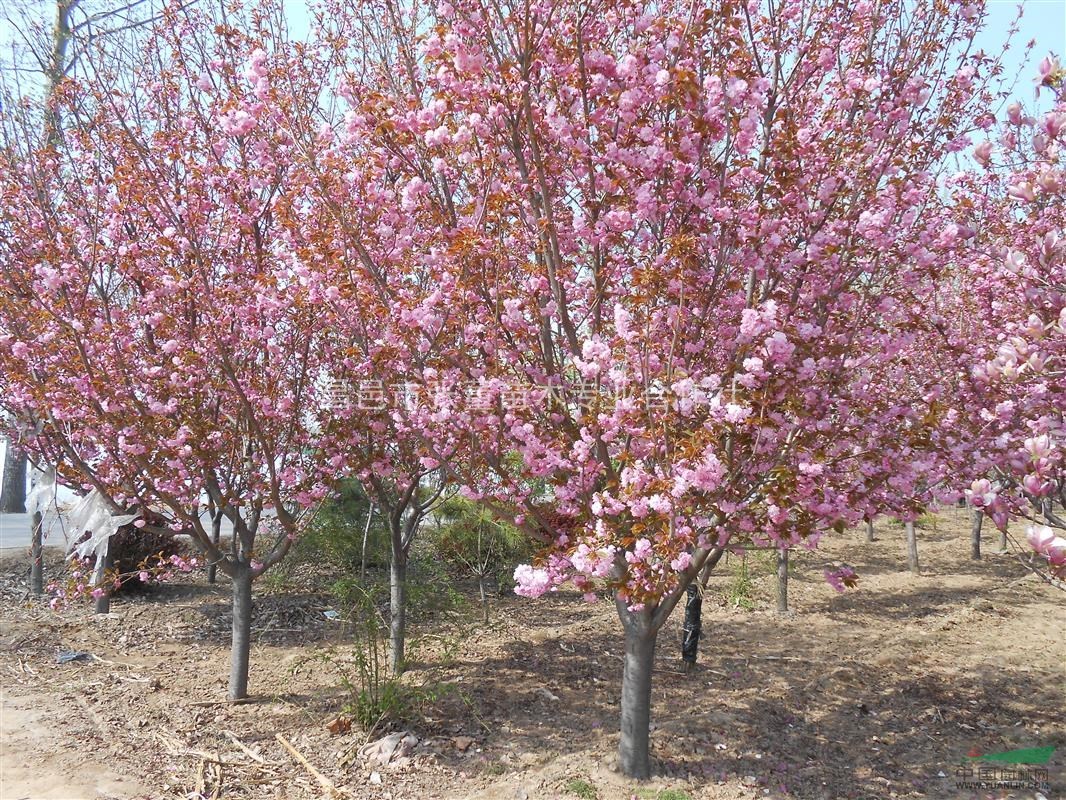 樱花15公分樱花15公分樱花价格2015年樱花价格