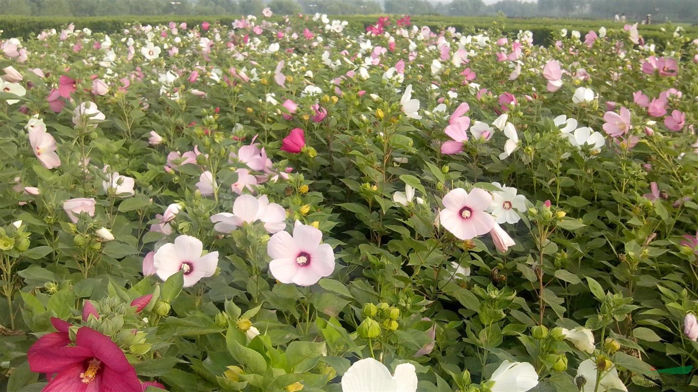 大花秋葵大花秋葵苗草芙蓉苗价格 供应 图片 沭阳县恒景园林绿化苗木场