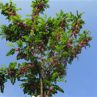 香花槐、山东香花槐价格、香花槐批发、泰安*大苗木基地