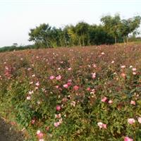 丰花月季 丰花月季小苗 批发丰花月季苗 丰花月季价格