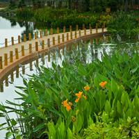 再力花 水生植物  再力花基地  再力花价格 水生再力花  